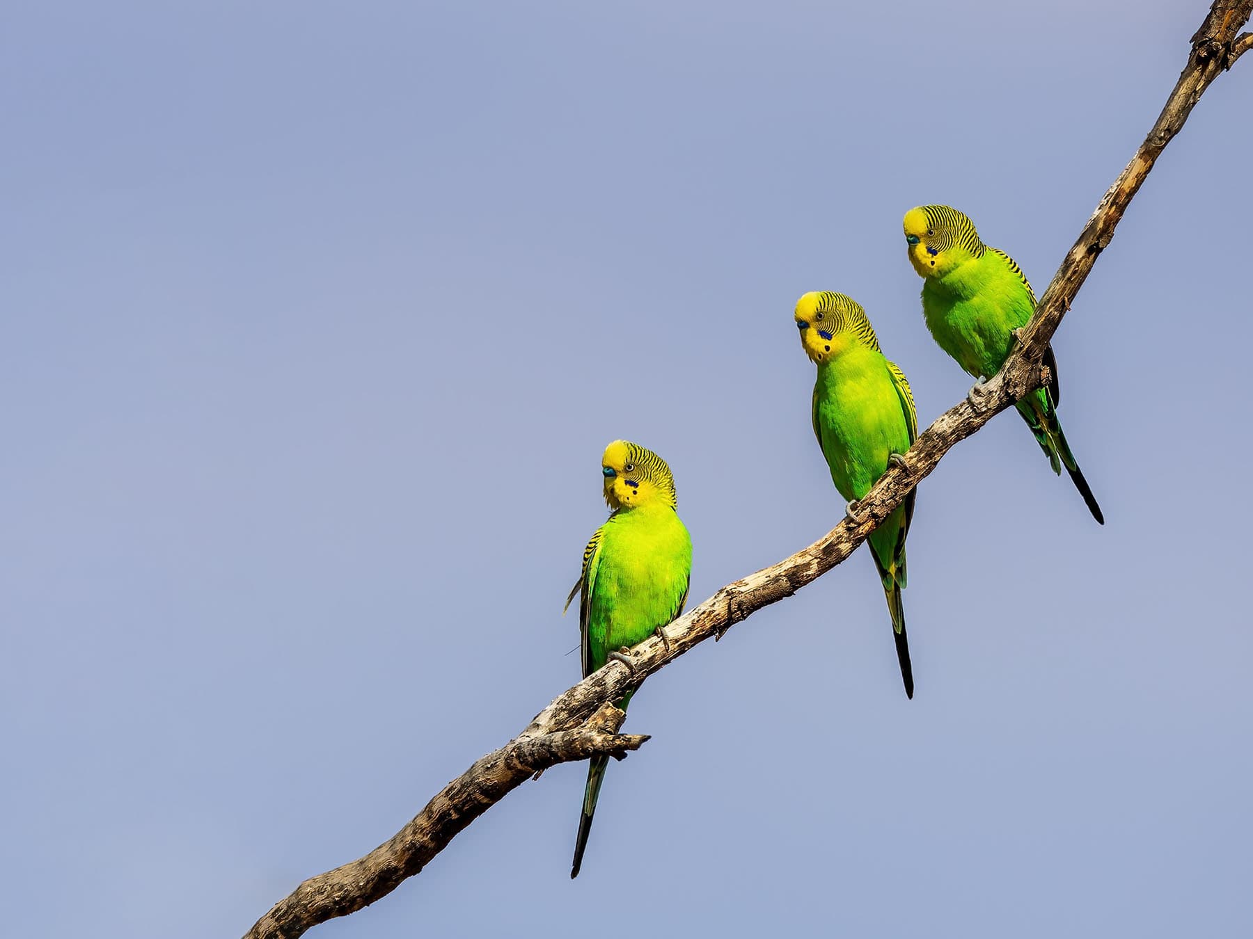 Three Budgies in a tree