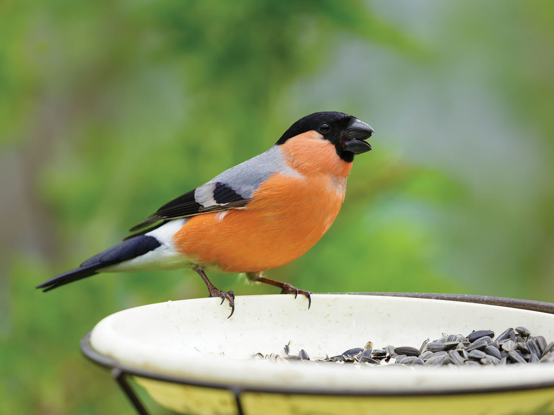 Bullfinch at a feeder, eating sunflower seeds