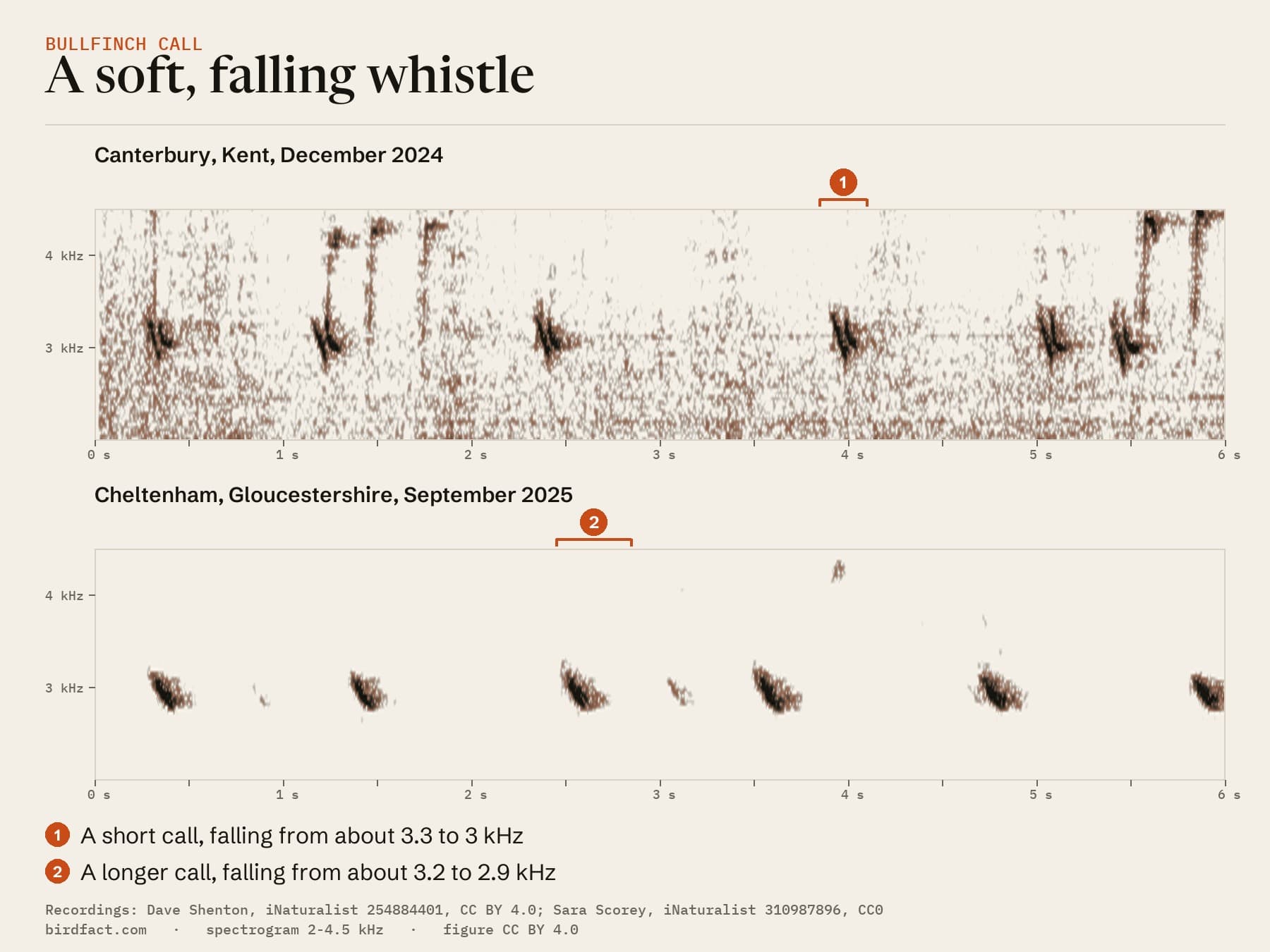 Bullfinch calls drawn as spectrograms: each call is a short whistle that falls in pitch, from about 3.3 to 3 kHz in Canterbury and from about 3.2 to 2.9 kHz in Cheltenham