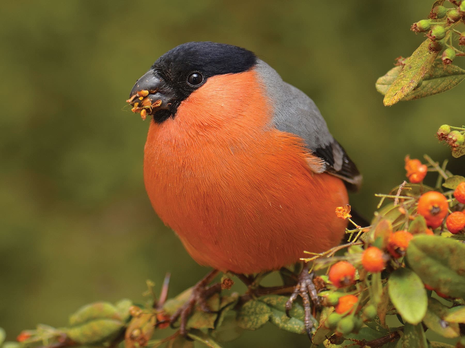 Close up of a Bullfinch eating berries