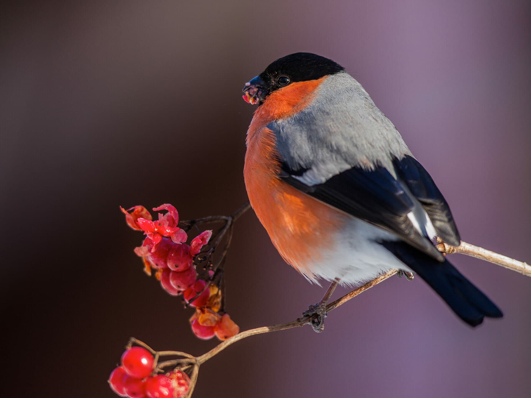 Bullfinch eating berries