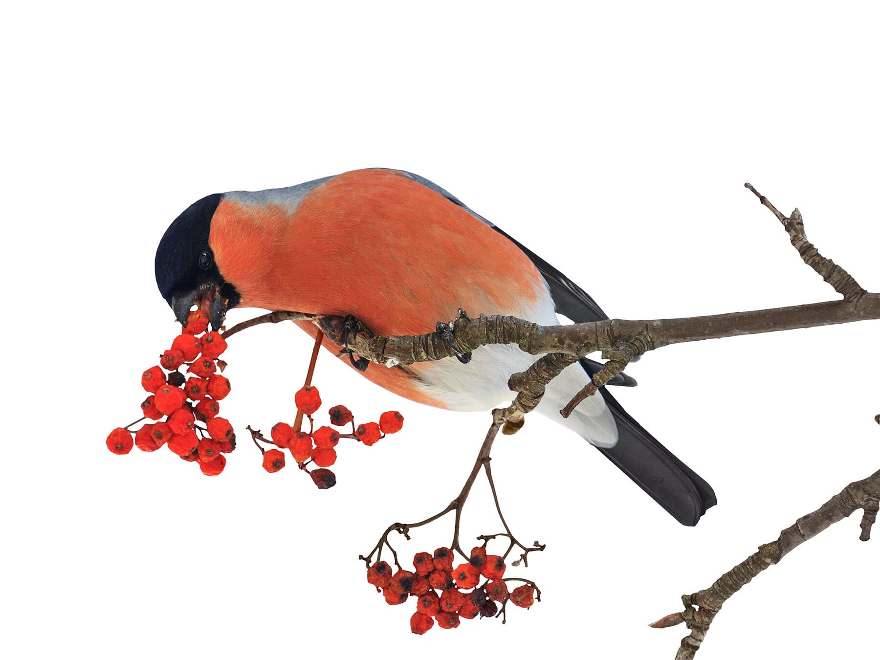 Bullfinch eating berries