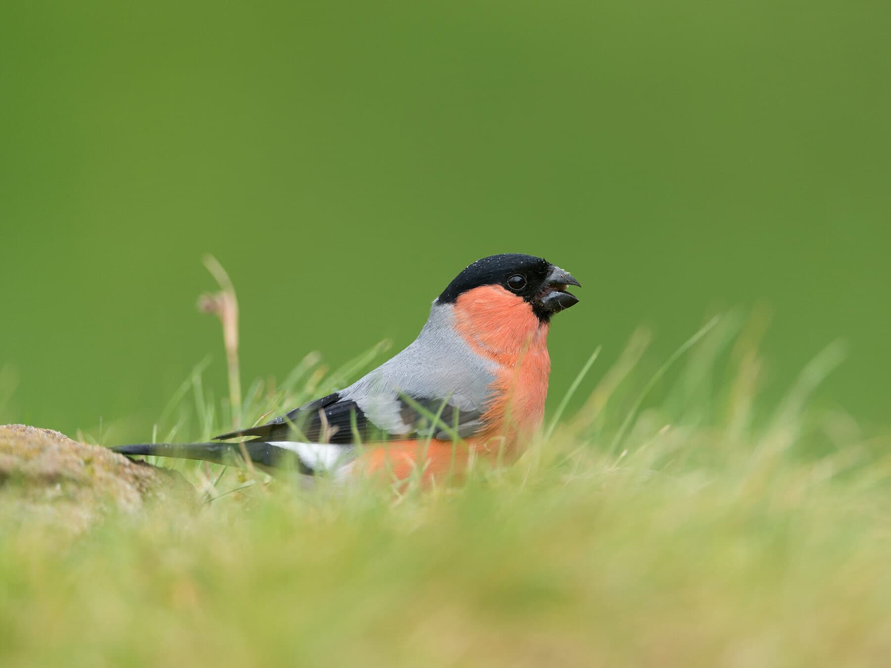 Bullfinch foraging on the ground