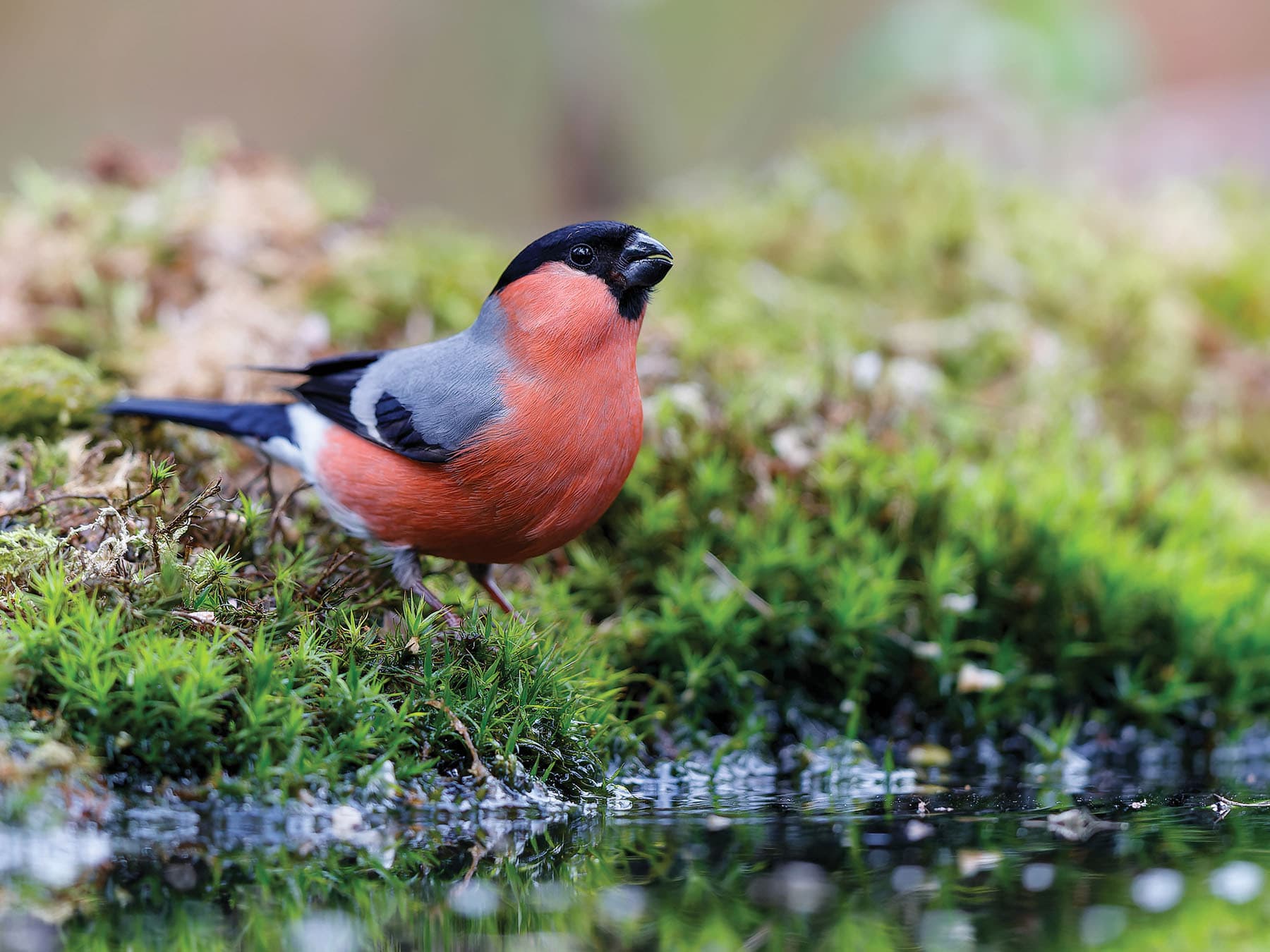 Bullfinch searching for a drink of water