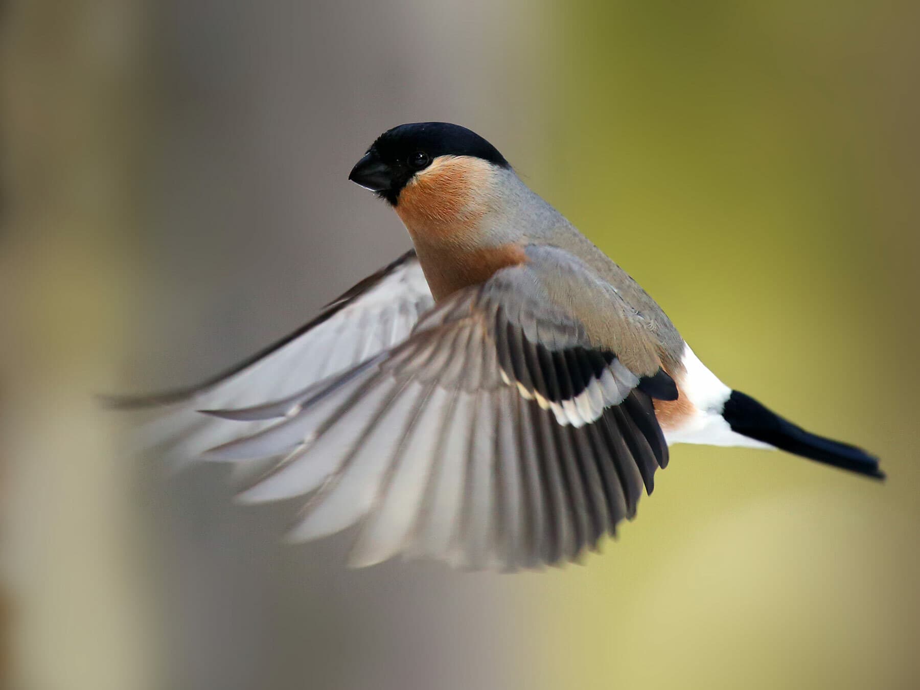 Bullfinch (female) in flight