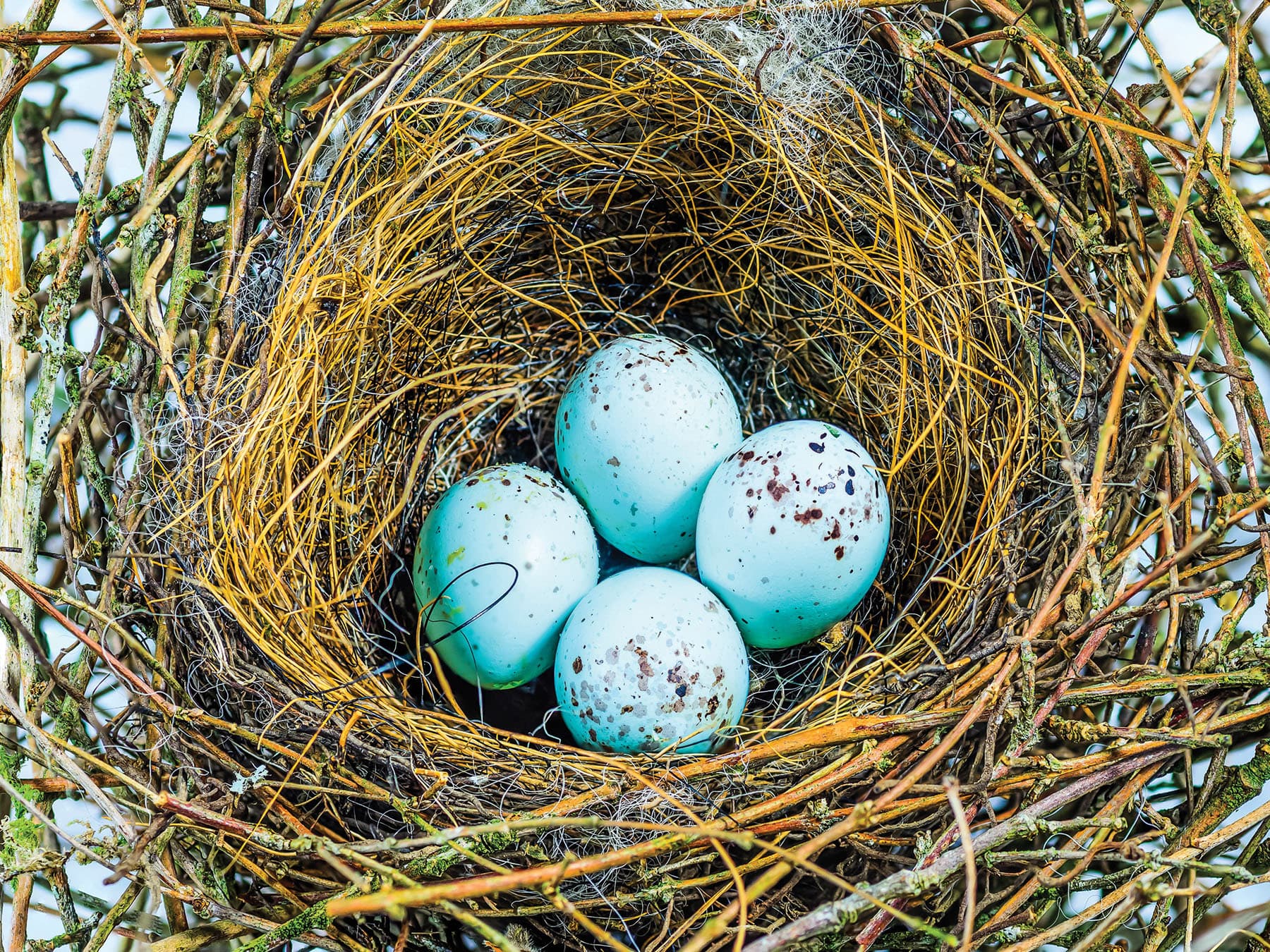 Bullfinch nest with four eggs inside