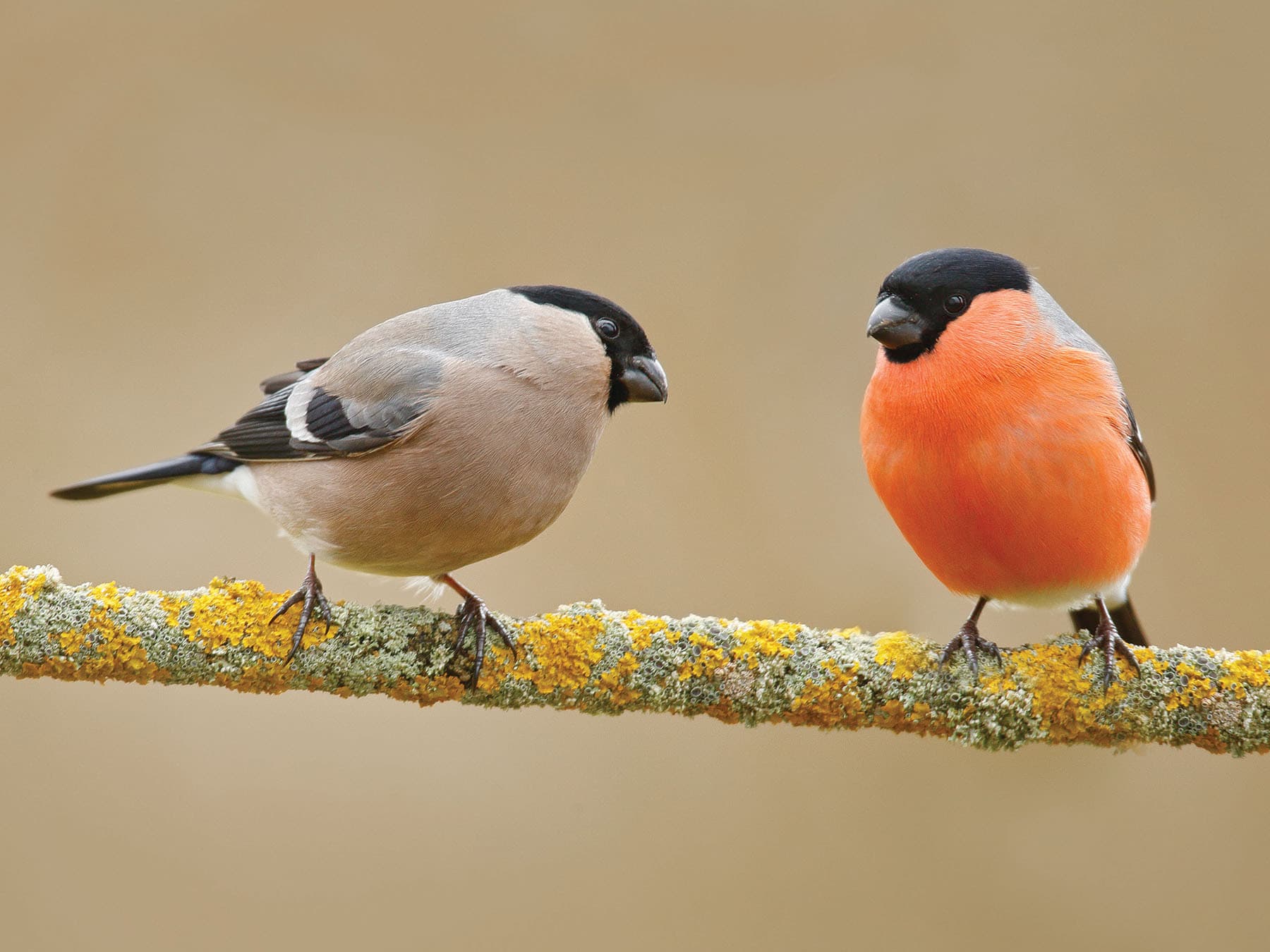 Female (left) and male (right) Eurasian Bullfinches perched on a branch