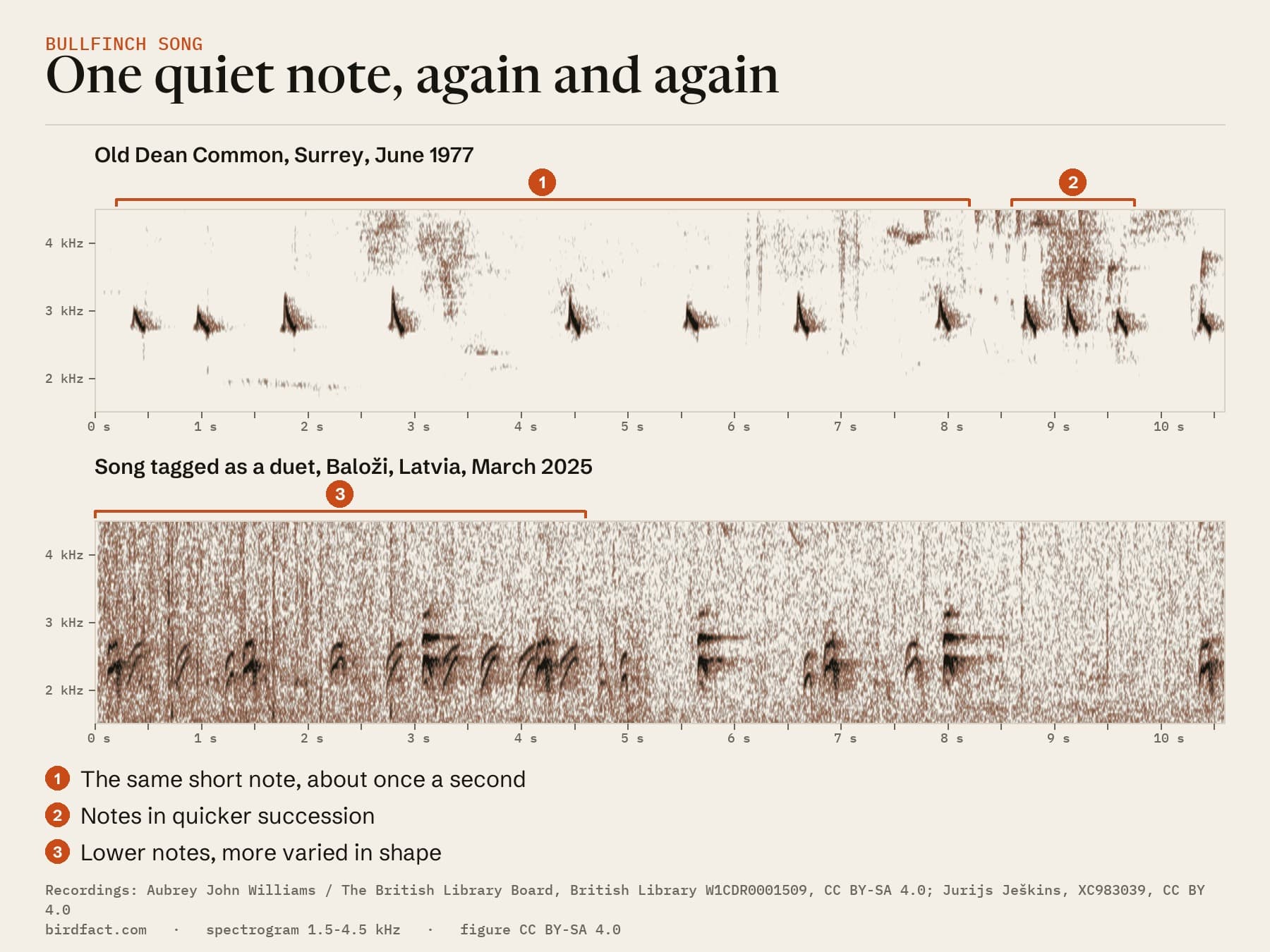 Bullfinch song drawn as spectrograms: in Surrey the same short note about once a second, then a few in quicker succession; in Latvia, a song tagged as a duet, with lower and more varied notes
