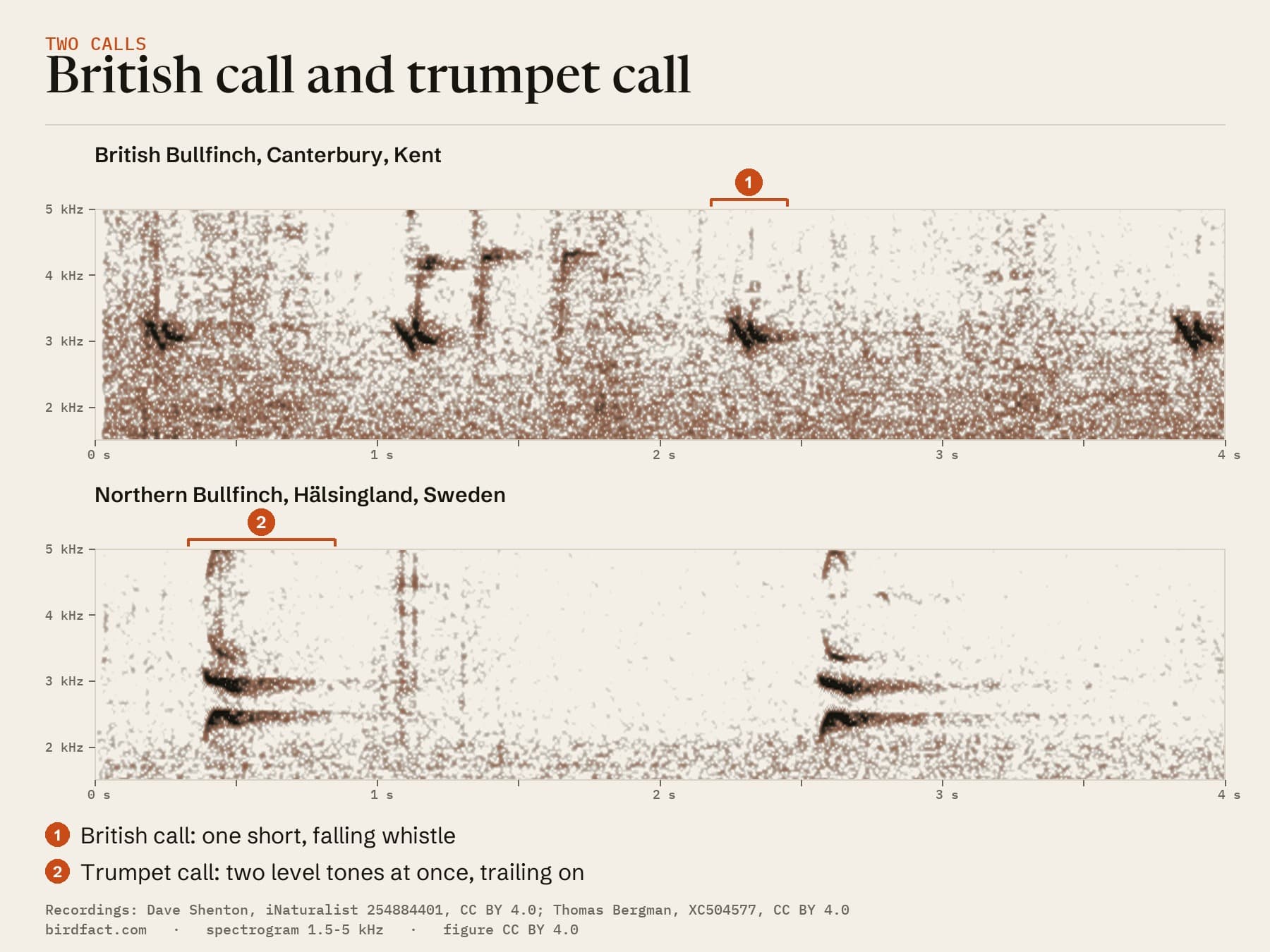 A British Bullfinch's call beside a Northern Bullfinch's trumpet call: one short falling whistle against two level tones at once that trail on