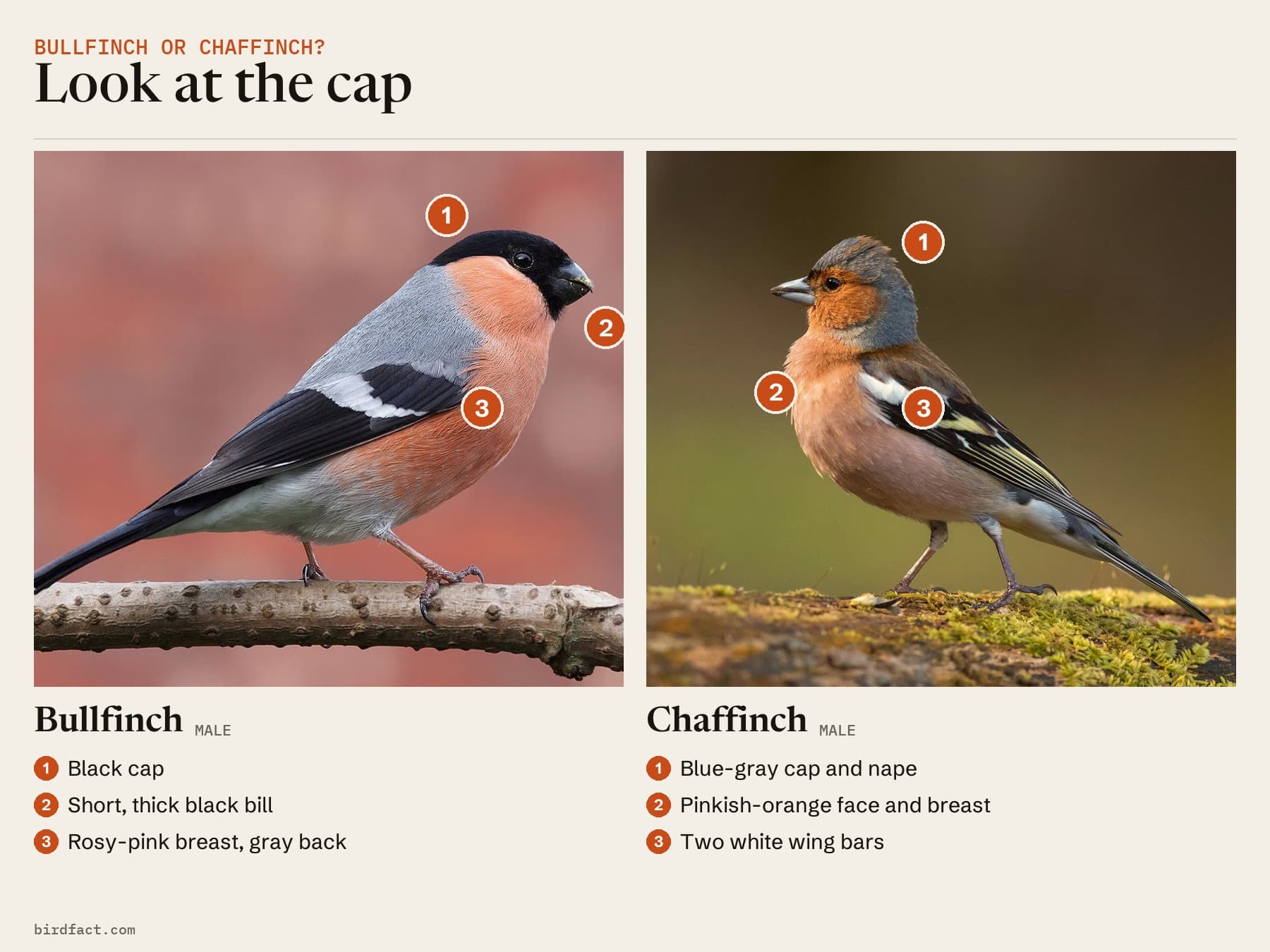 Comparison card, photos of a Bullfinch (male) on the left and a Chaffinch (male) on the right, headed 'Look at the cap'. Bullfinch: black cap; short, thick black bill; rosy-pink breast, gray back. Chaffinch: blue-gray cap and nape; pinkish-orange face and breast; two white wing bars.