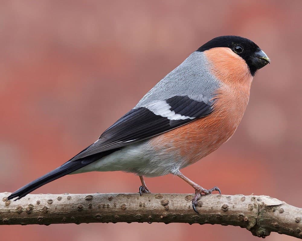 Bullfinch Call and Song: What a Bullfinch Sounds Like