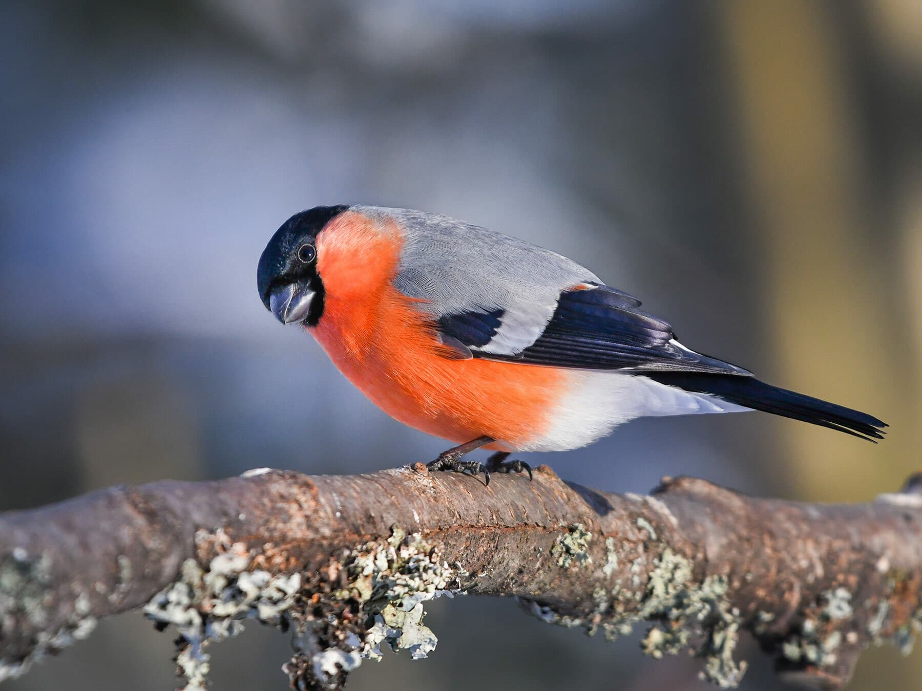 Bullfinches are small birds, slightly larger than Robins