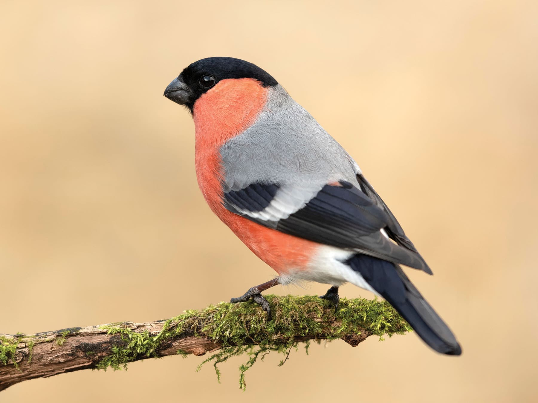 Bullfinch