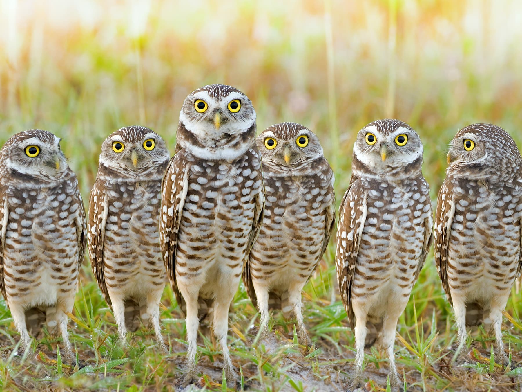 Group of Burrowing Owls in natural habitat