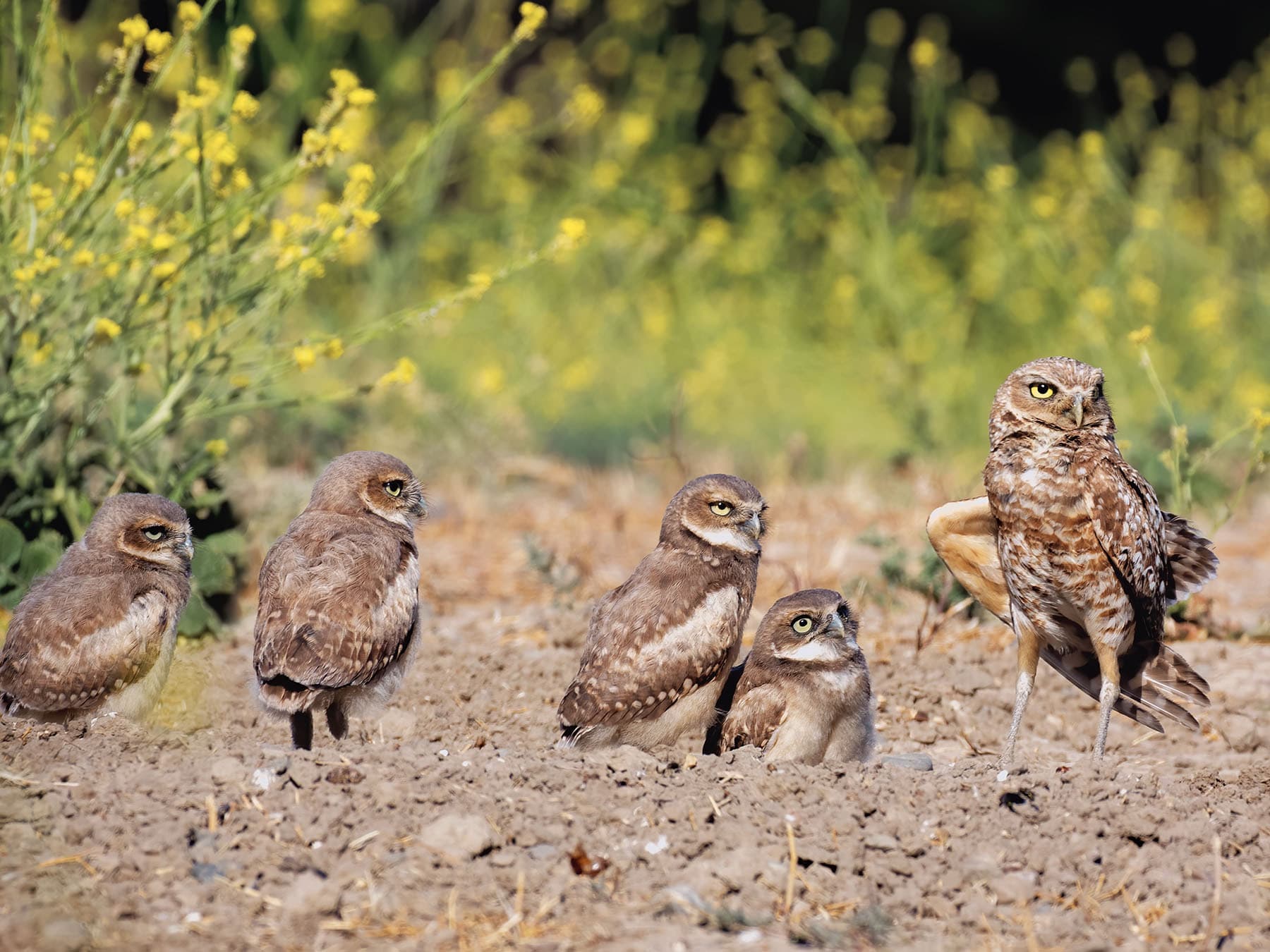 Burrowing owl group