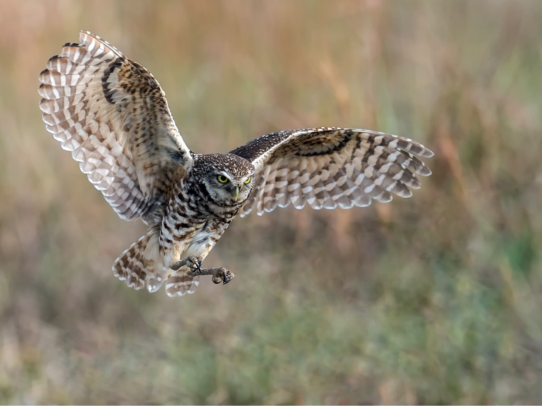 Burrowing Owl in-flight hunting for small prey