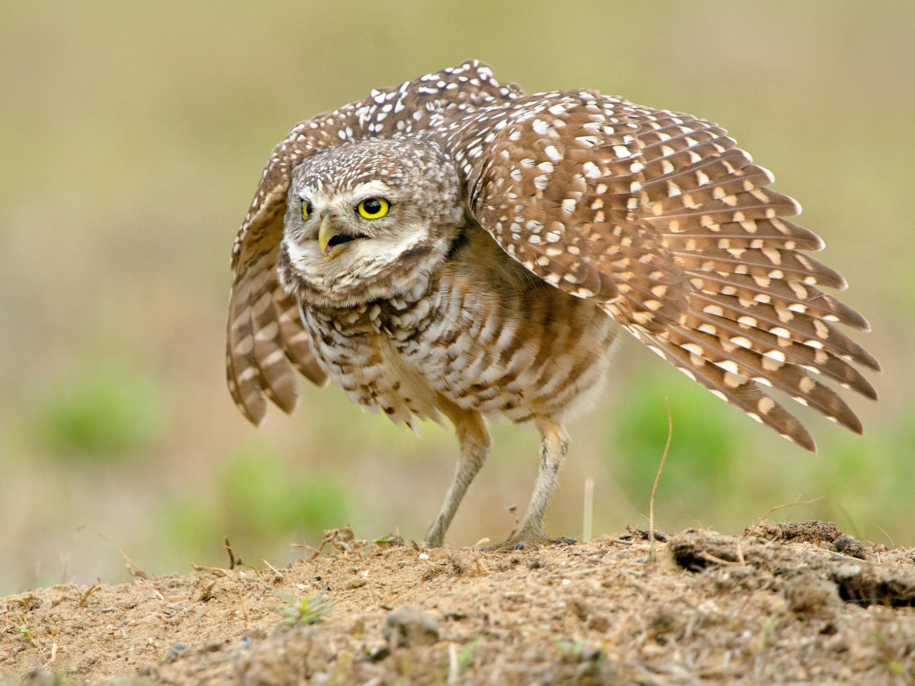 Burrowing Owl in defence mode