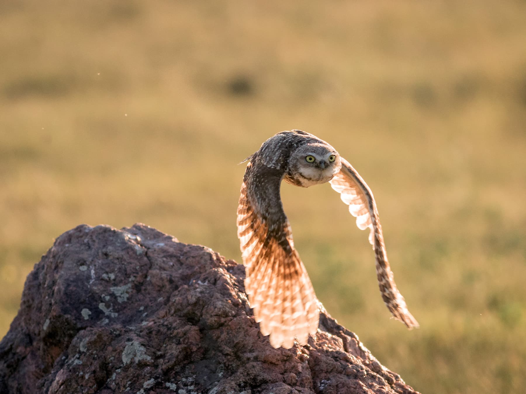 Burrowing Owl in-flight