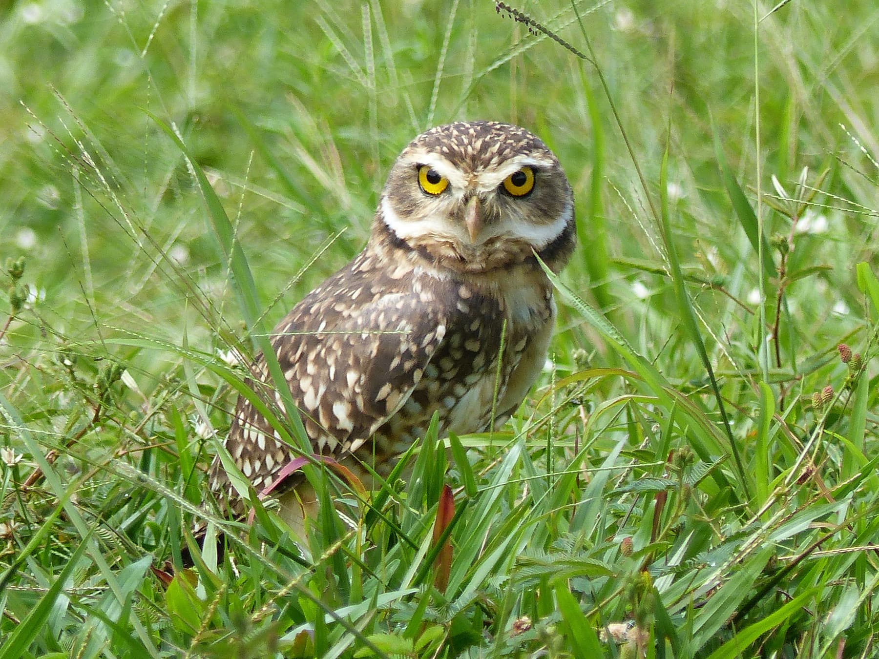 Burrowing Owl in grasslands