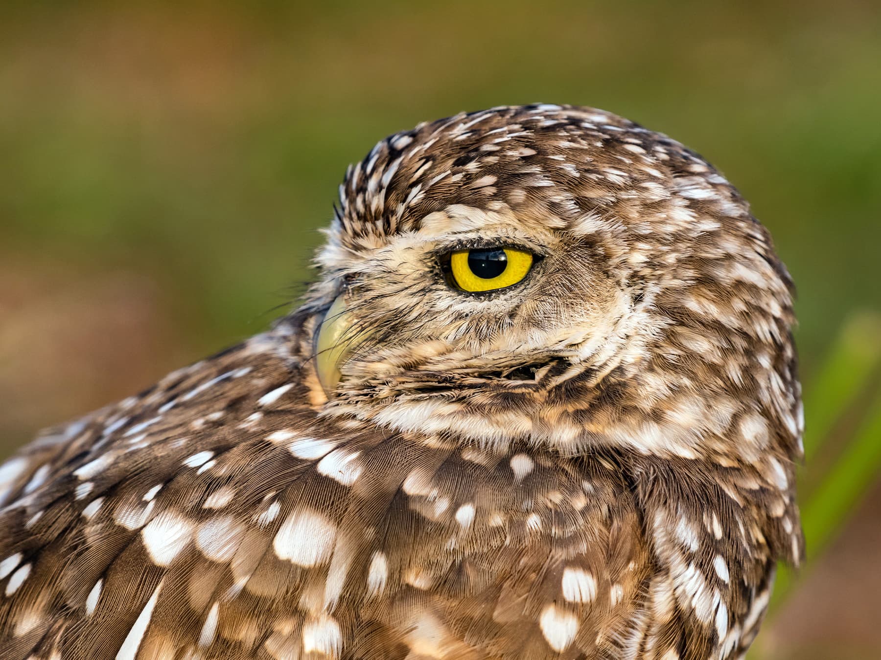Portrait of a Burrowing Owl