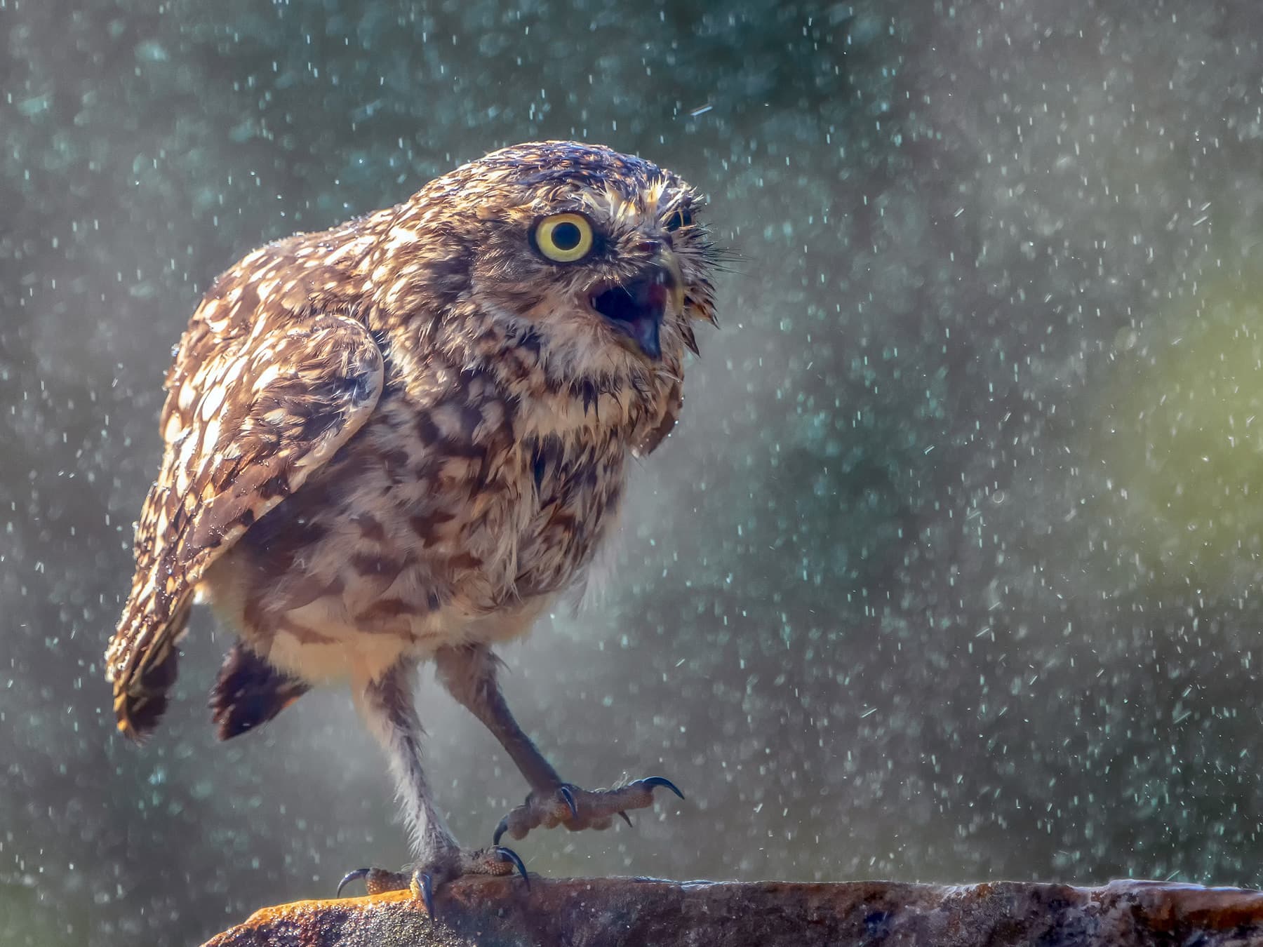 Burrowing Owl screeching loudly in the rain