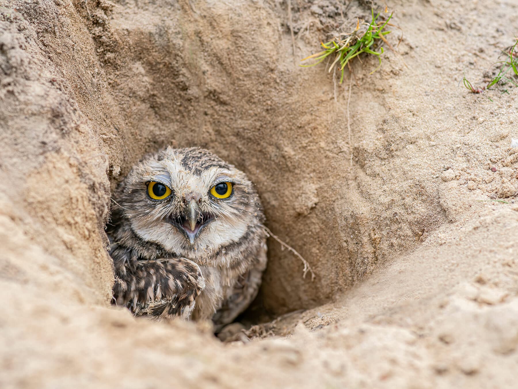 Burrowing Owl looking out from its burrow
