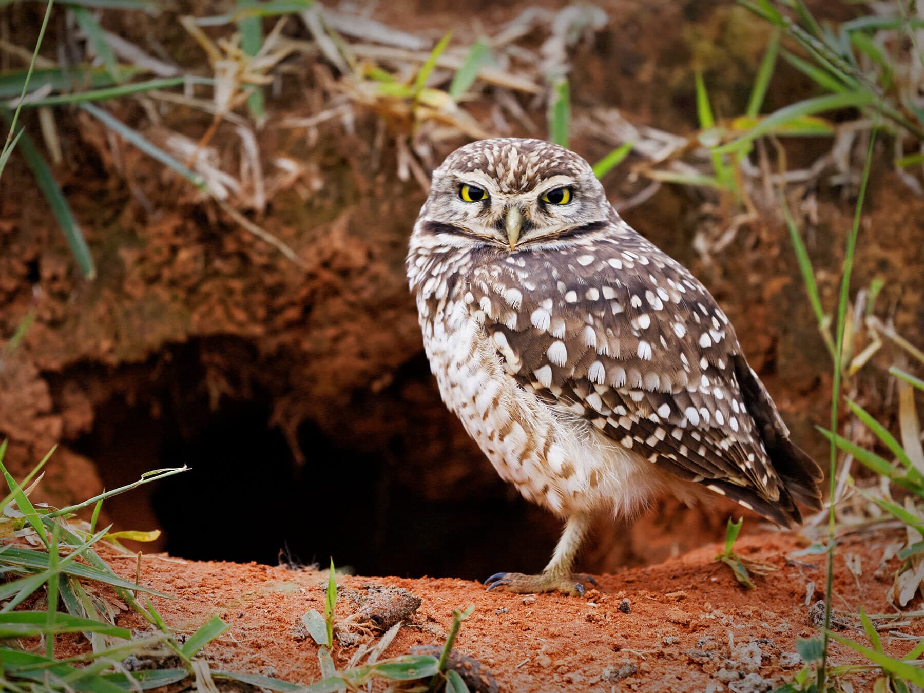 Burrowing owl