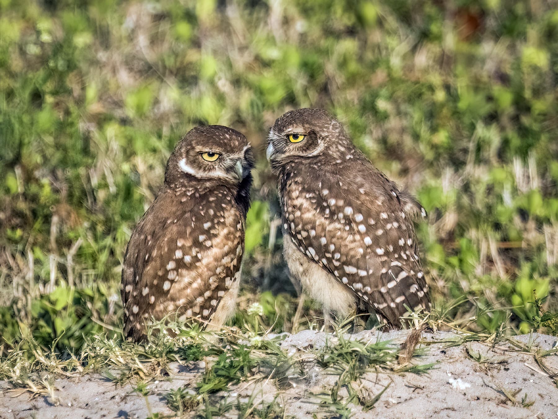 Pair of Burrowing Owls in agricultural habitat