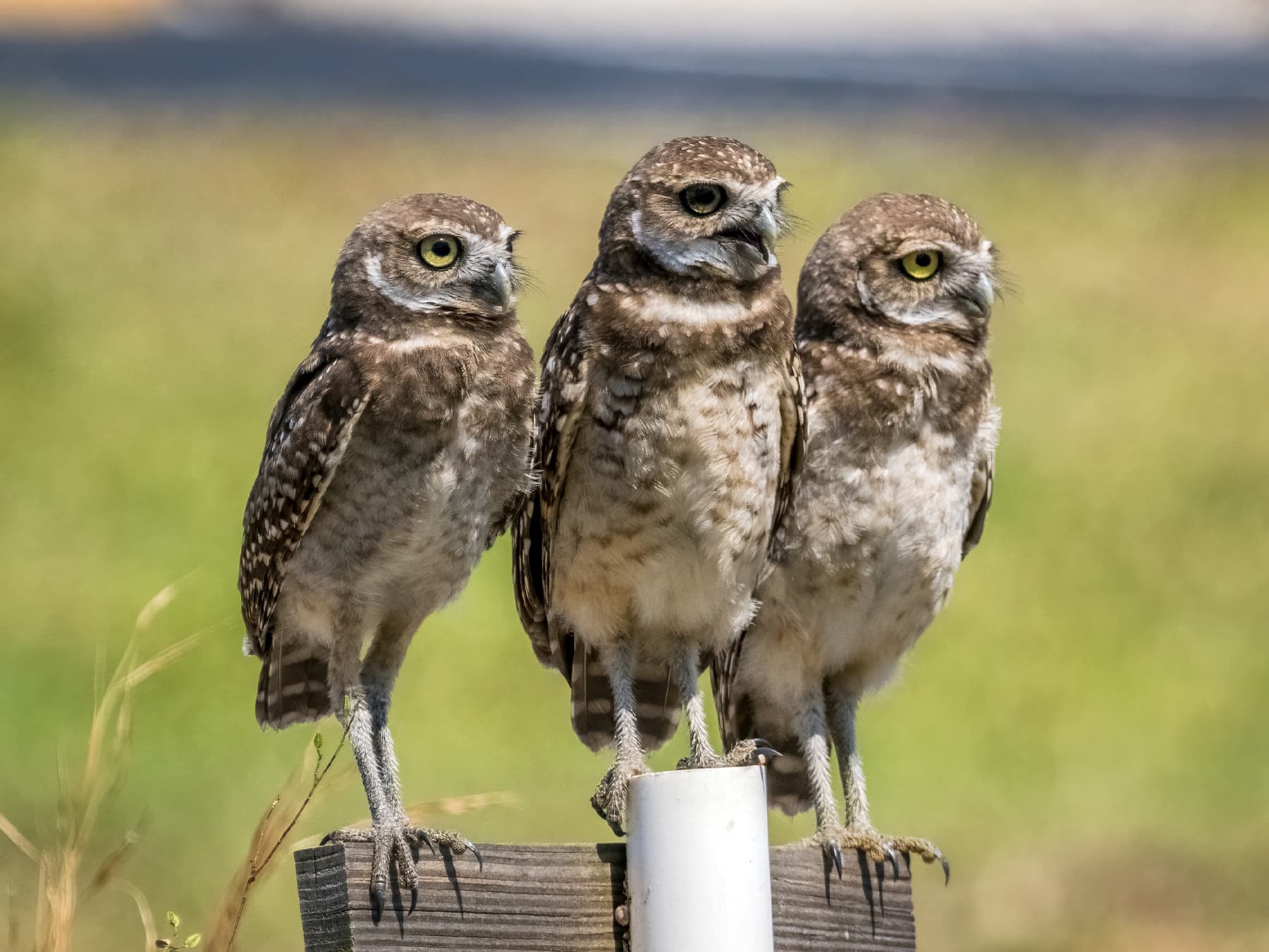 Three Burrowing Owls perching together on a post