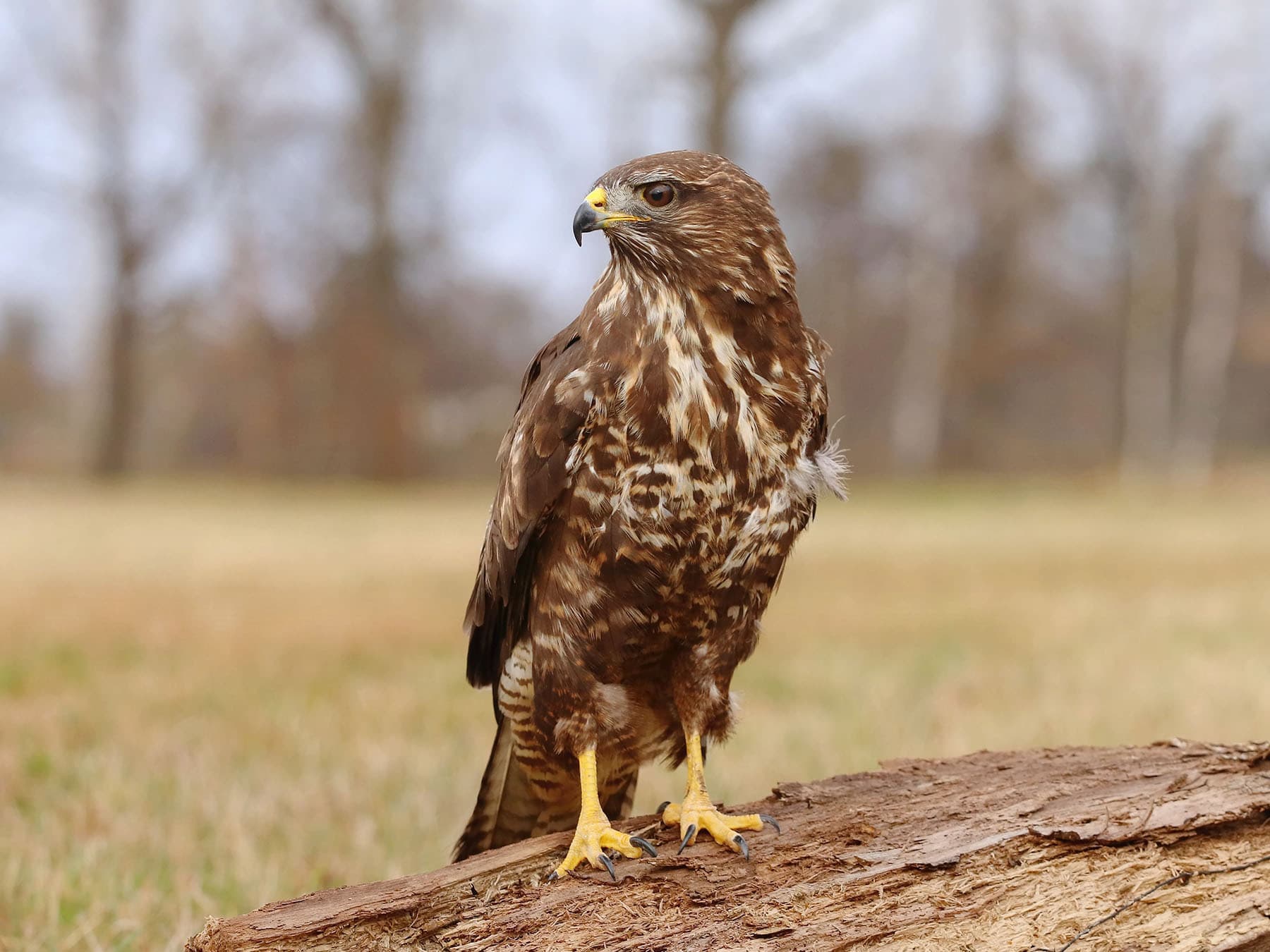 Buzzards are the most common bird of prey in the UK