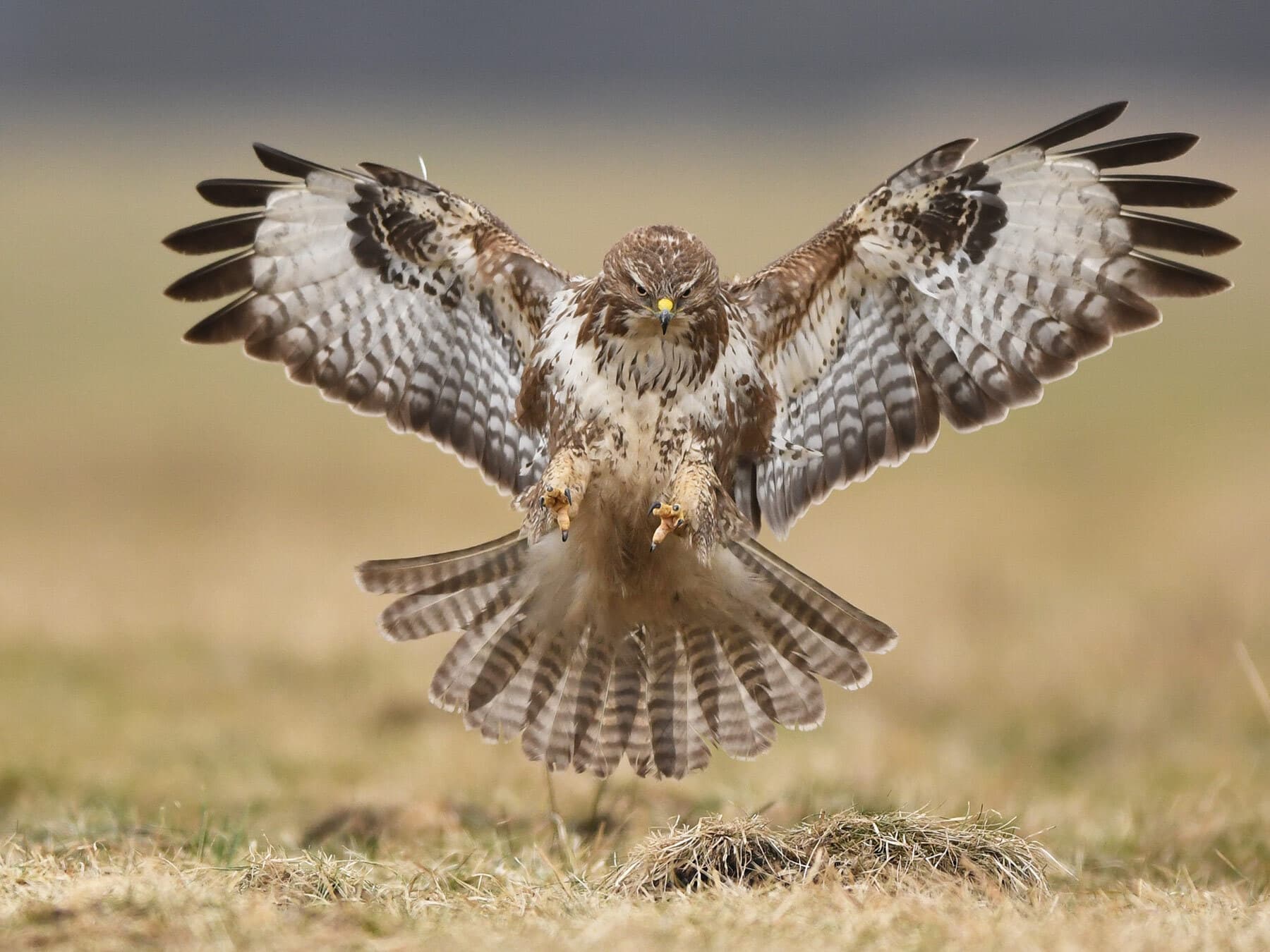 Buzzard about to strike