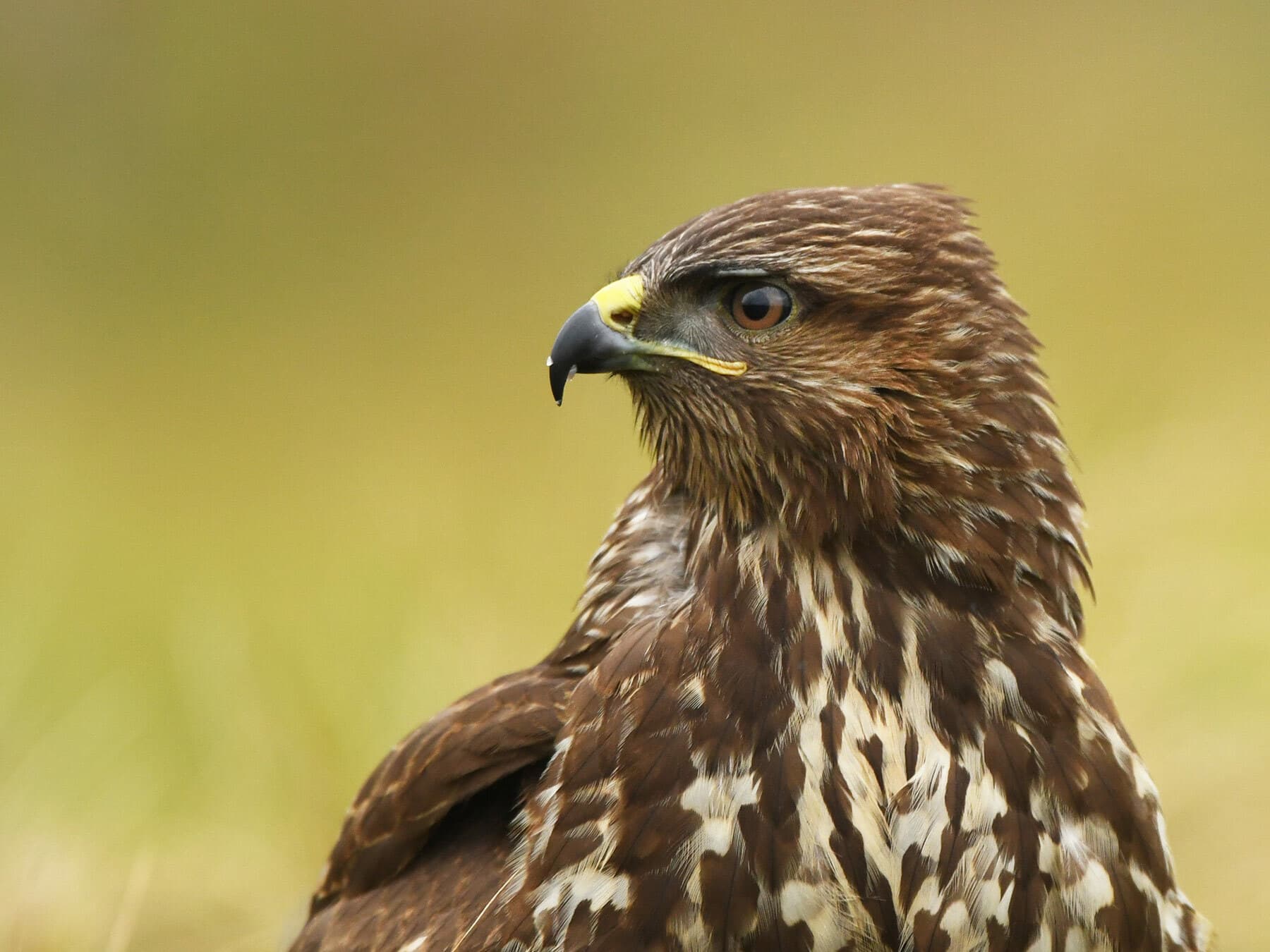 Close up portrait of a Buzzard