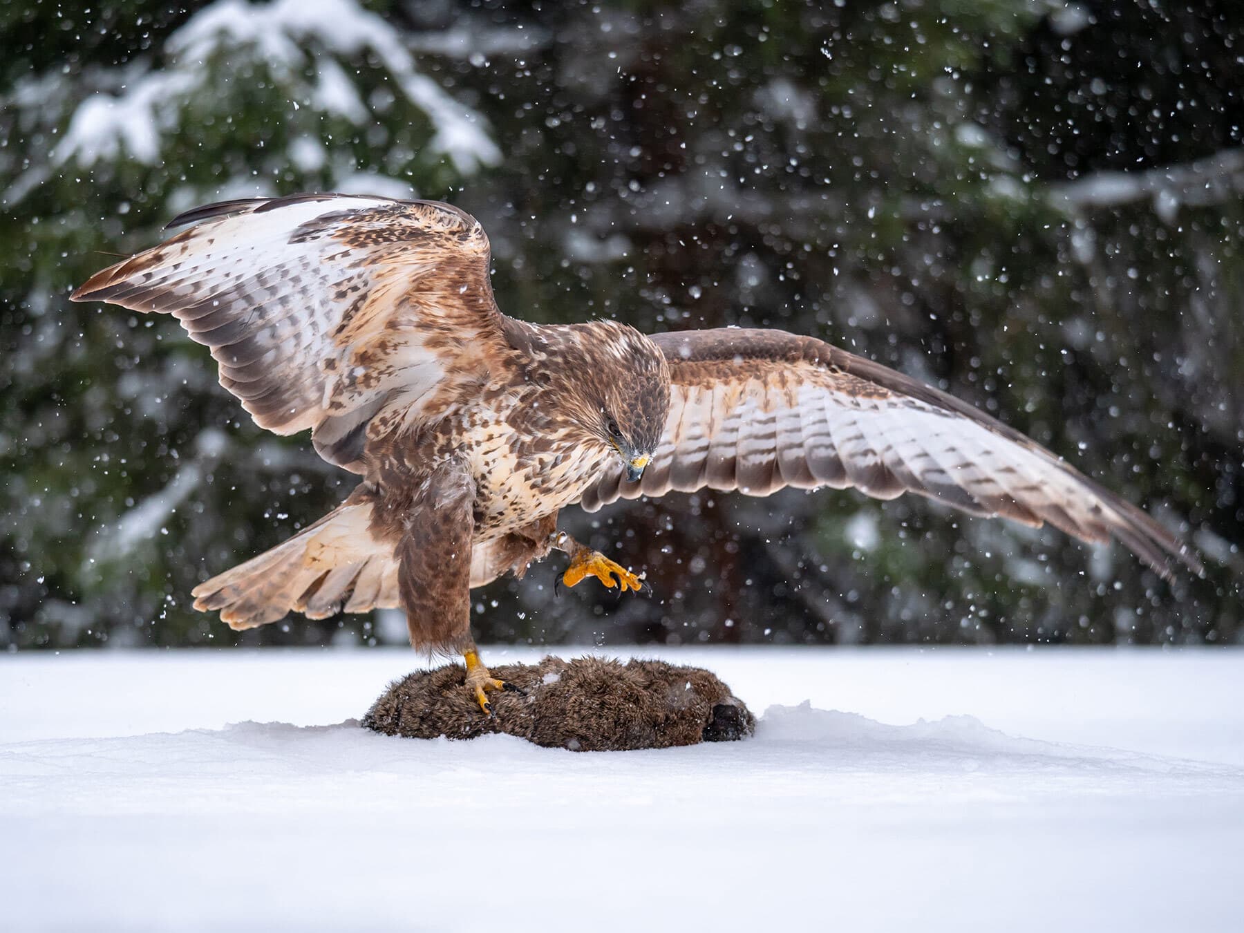 Buzzard eating rabbit