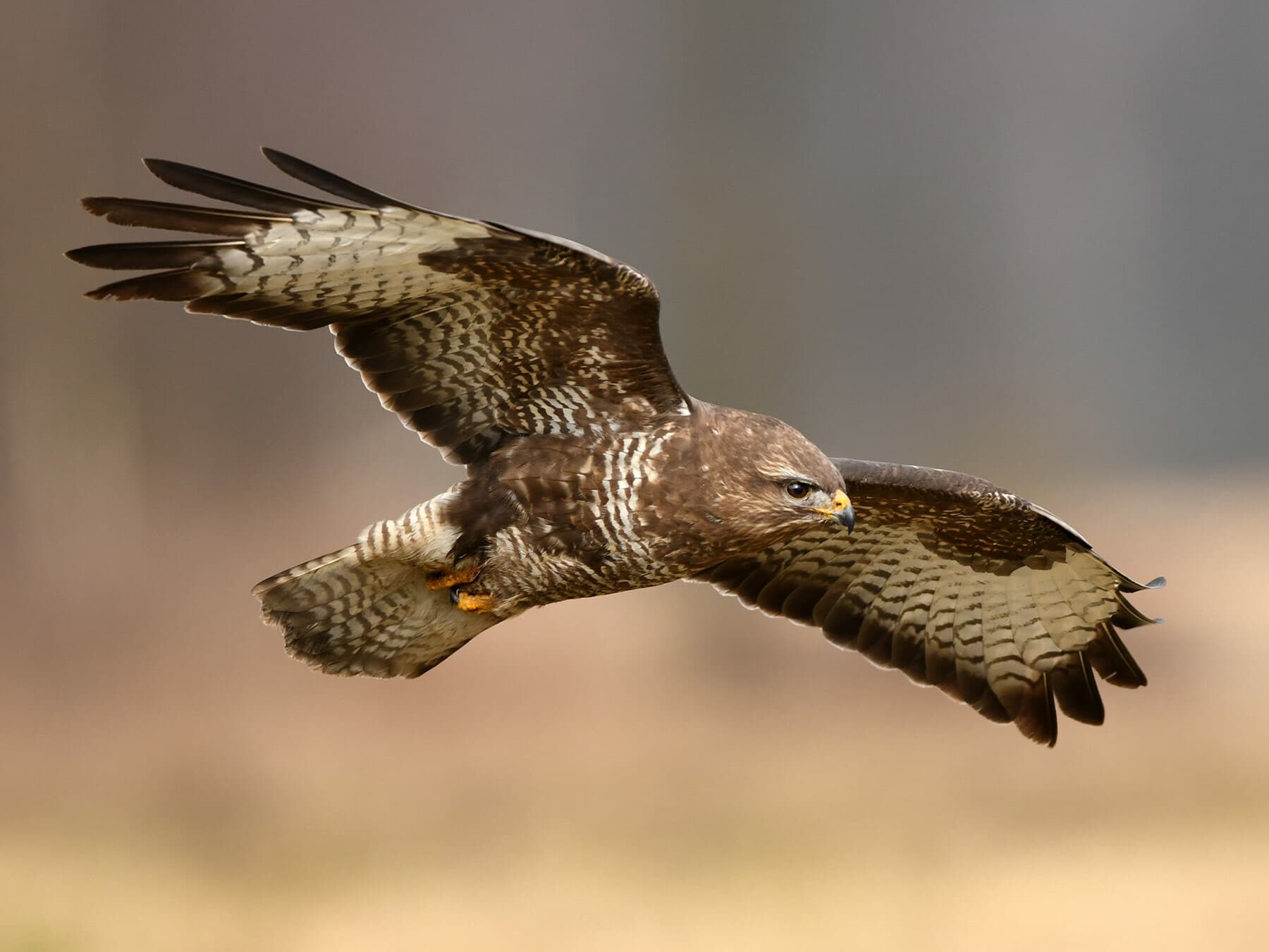Common Buzzard in flight