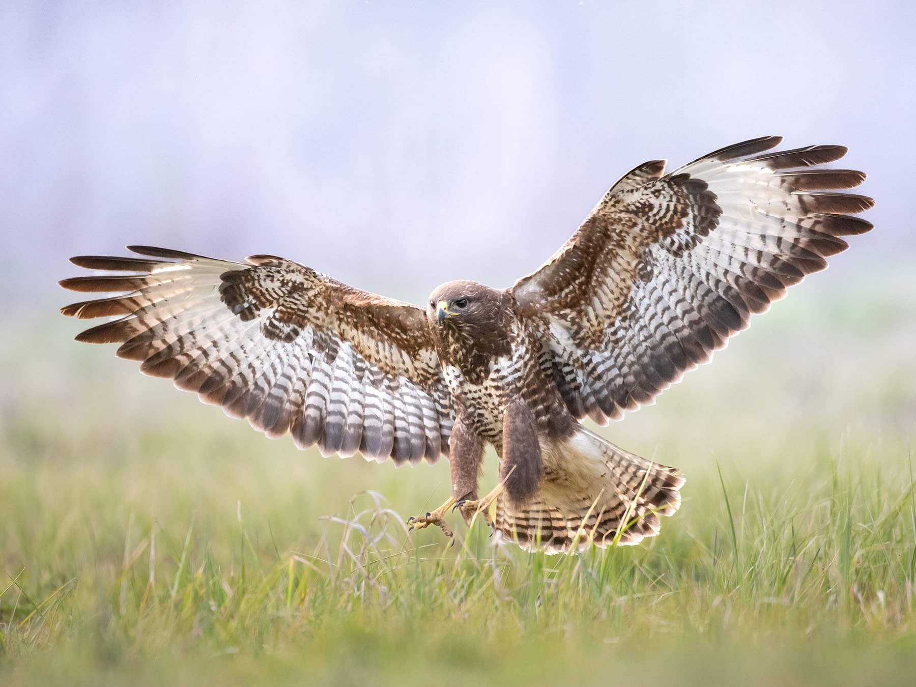 Buzzard coming in to land