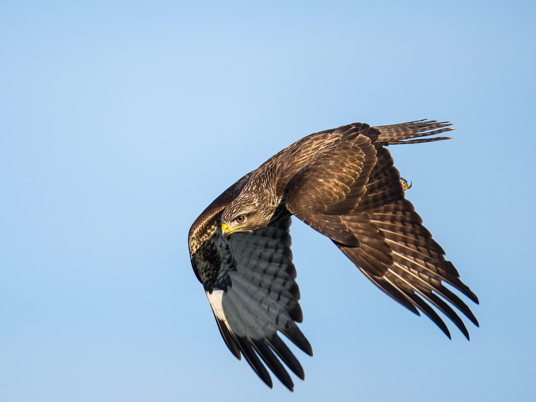 Buzzard launching an attack