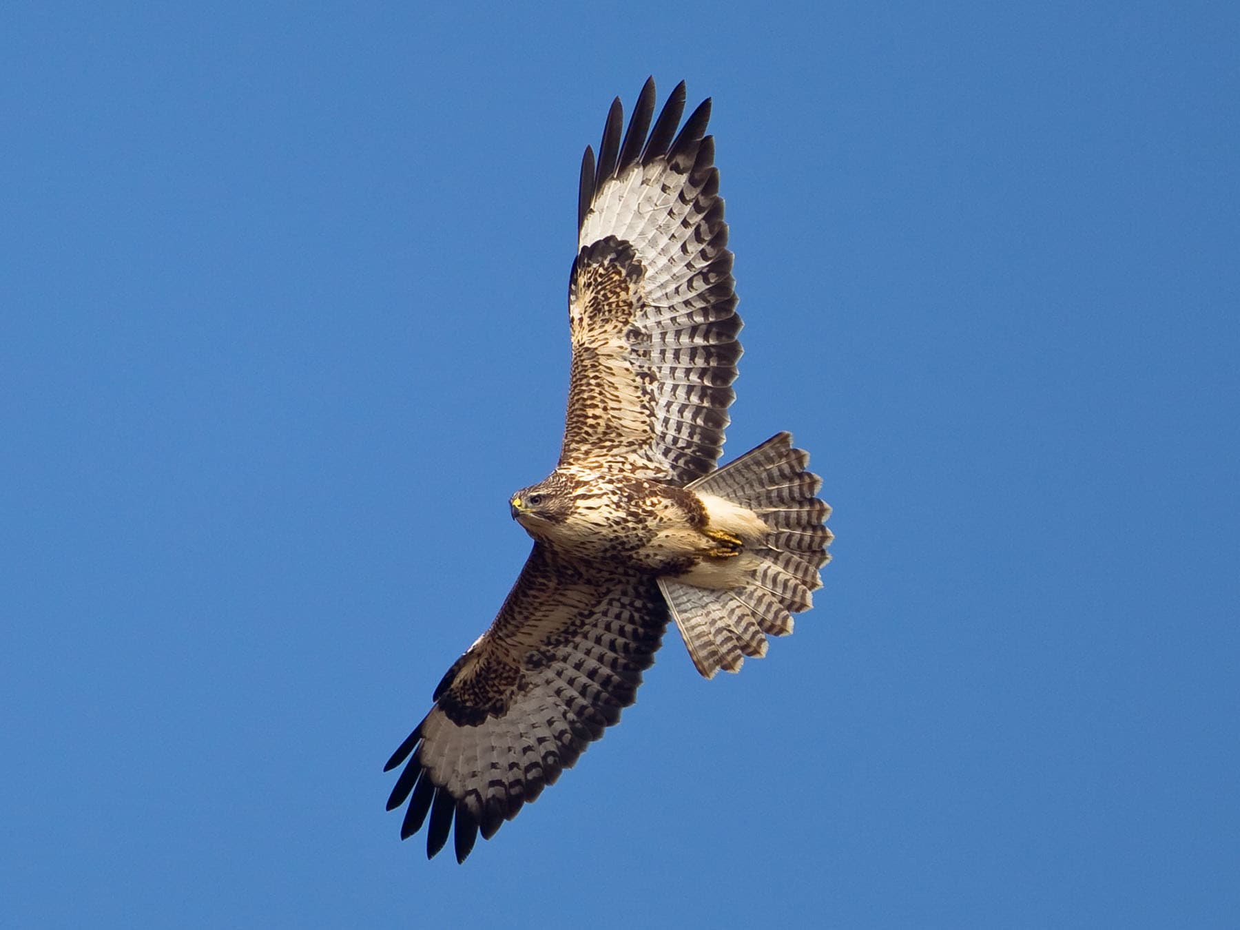 Buzzard soaring through the sky