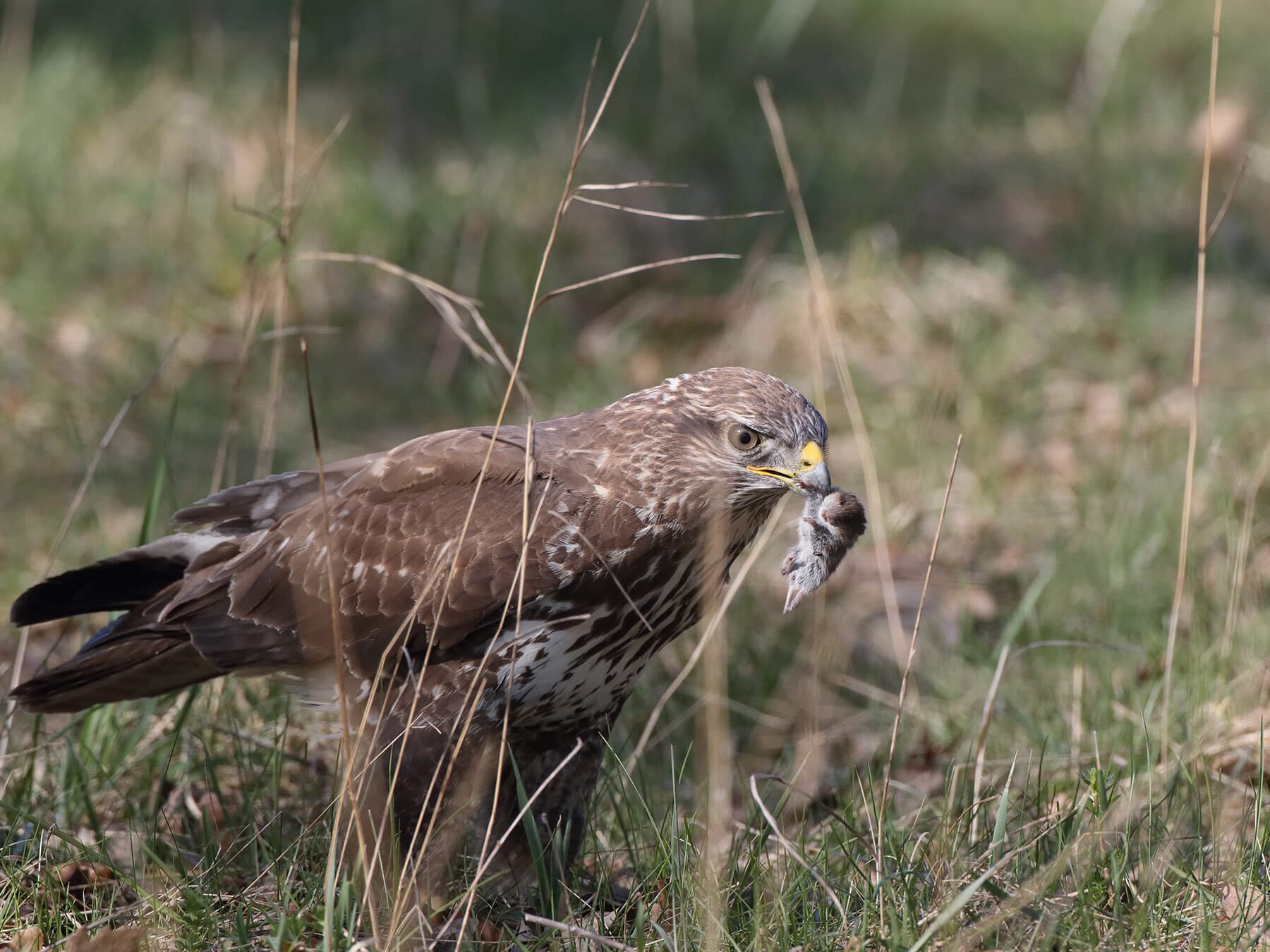 Buzzard with mouse