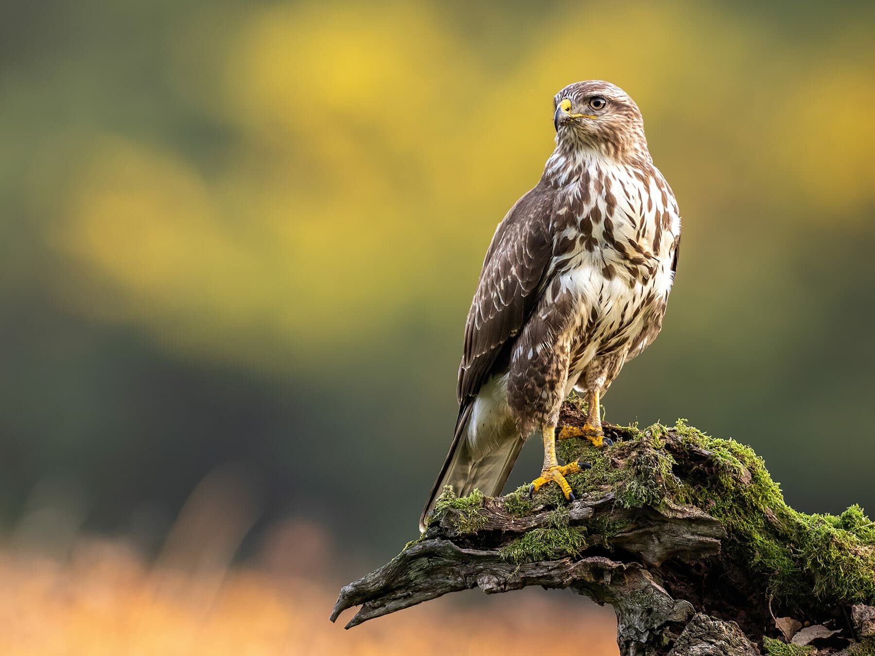 Buzzard