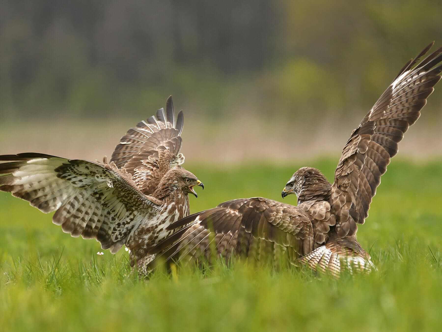 A pair of buzzards fighting