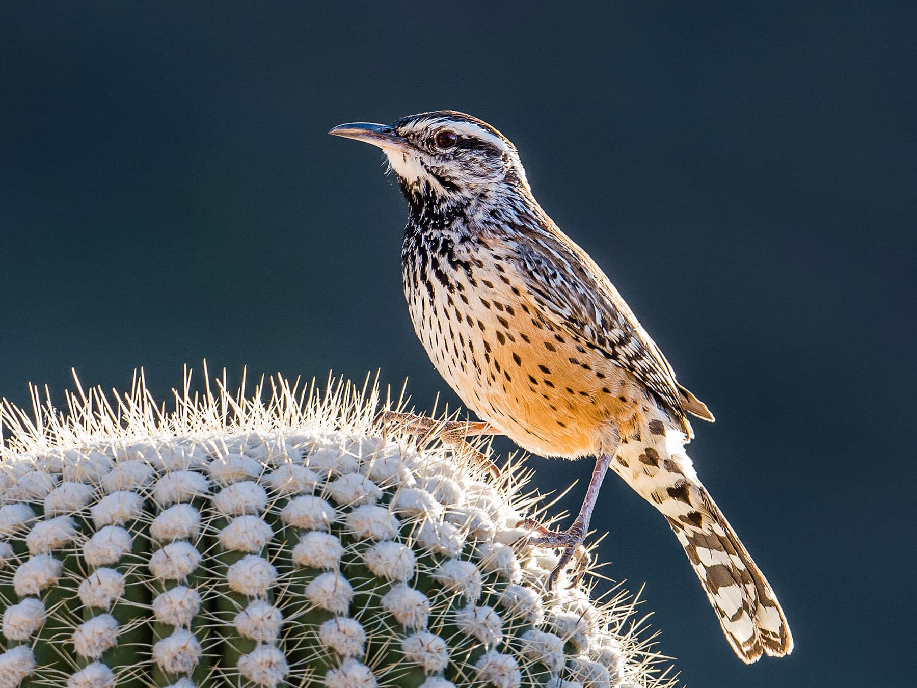Cactus Wren
