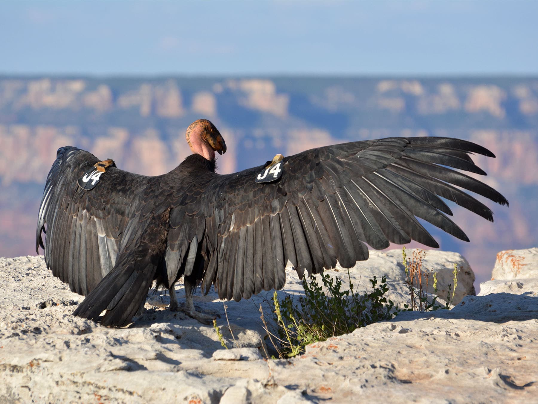 California Condor with wings out-stretched