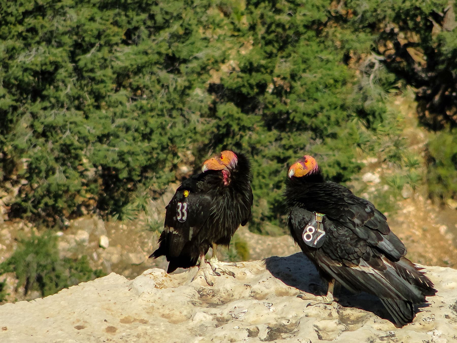 Pair of California Condors resting on rocks
