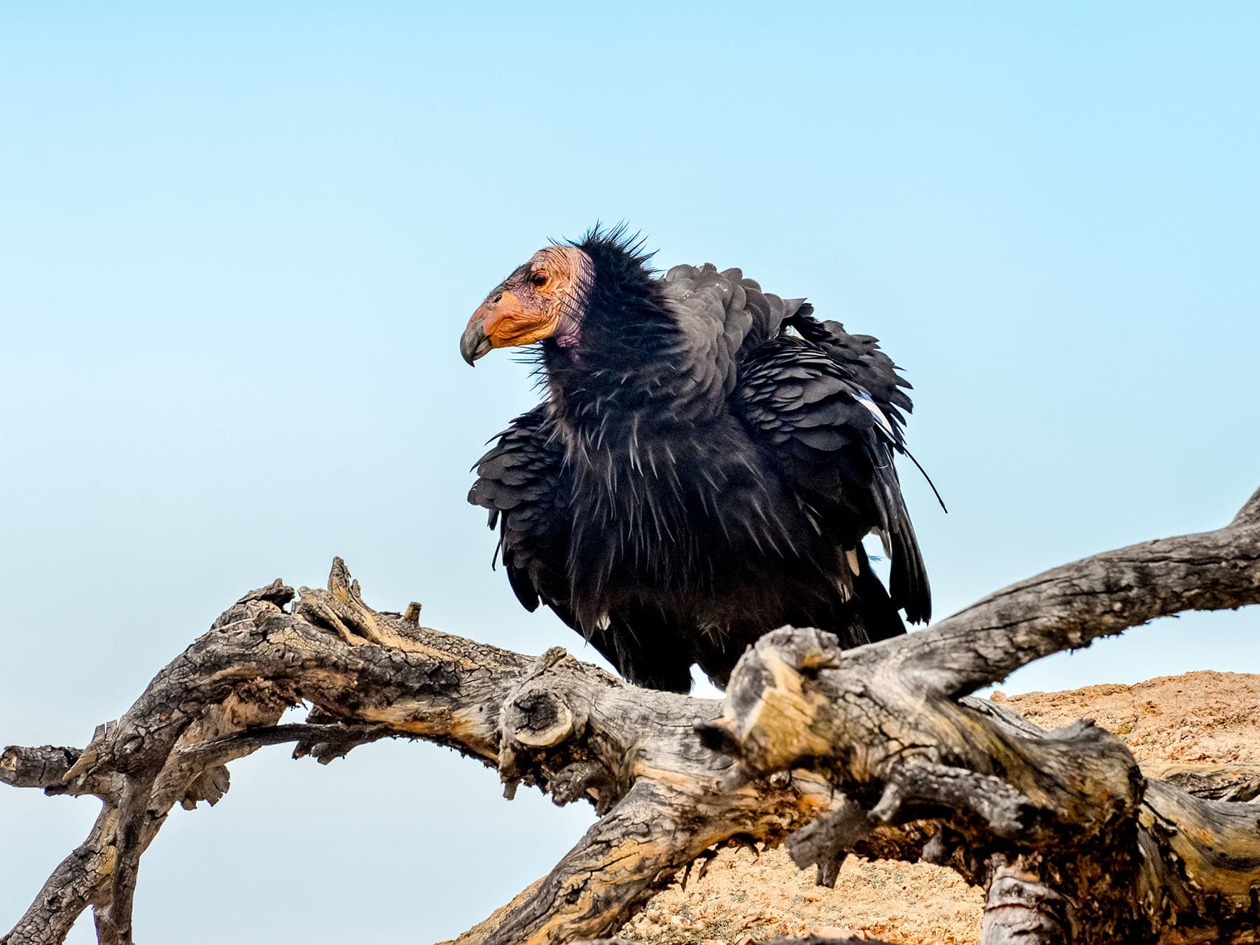California Condor perching on a branch