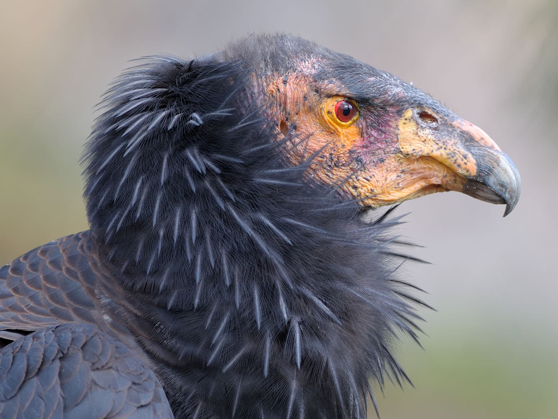 Portrait of a California Condor