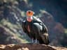 California Condor