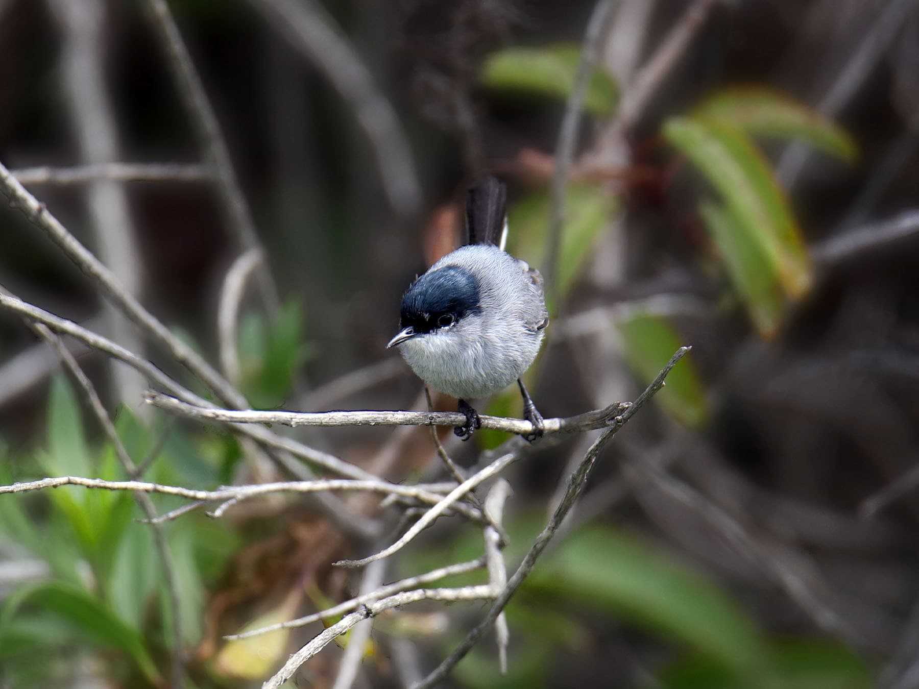 California Gnatcatcher foraging for insects