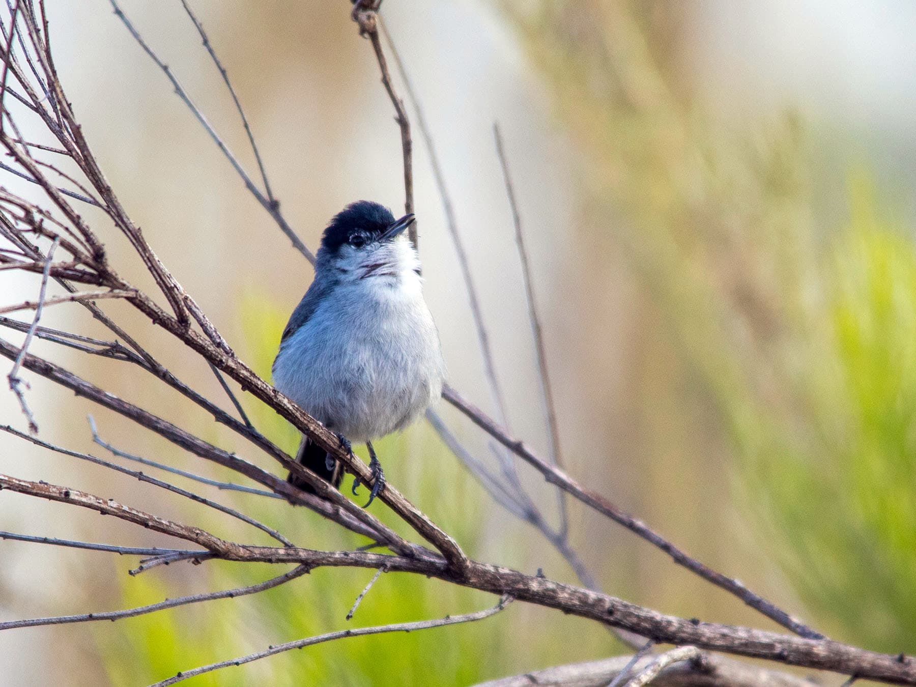 California Gnatcatcher perching on a bare branch