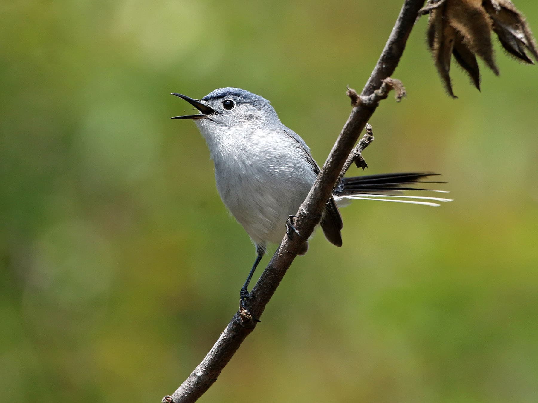 California Gnatcatcher perched on a branch singing