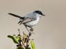 California Gnatcatcher